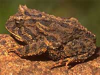 Proceratophrys brauni, unser Frosch des Jahres 2004. Foto: Axel Kwet