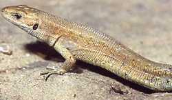Zootoca vivipara, unser Reptil des Jahres 2006. Foto: Axel Kwet