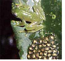 Mnnliche Glasfrsche, wie Hyalinobatrachium uranoscopum, bewachen ihre Blattgelege. Foto: Axel Kwet