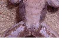 Die 'Haare' des afrikanischen Haarfrosches (Trichobatrachus robustus) sind stark durchblutete Hautauswüchse. Foto (Alkoholpräparat): Axel Kwet